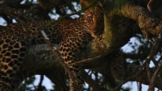 Great leopard sightings in the Maasai Mara
