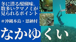 【海VLOG＃11】クマノミの種類がいっぱい！お魚乱舞！冬の「なかゆくい」でスキンダイビング♪