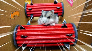 Epic Hamster Maze Part 2 🐹 Hamster escapes the awesome maze for Pets in real life 🐹