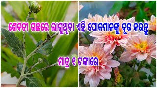 ଶେବତୀ ଗଛରେ ଲାଗୁଥିବା କଳା ରଙ୍ଗର ପୋକମାନଙ୍କୁ ଦୂର କରନ୍ତୁ ମାତ୍ର ୧ଟଙ୍କାରେ ll #insecticide #crysanthemum