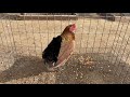 best asil broodcocks 2021 gamefowl