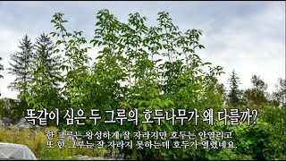 똑같이 심은 두 그루의 호두나무가 왜 다를까요? / 나의소소한행복 - [텃밭]