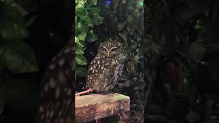 東京のフクロウカフェにいた鋭い目つきの小さな梟【A small owl with a sharp eye at an owl cafe in Tokyo】