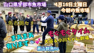 【水揚げ有ります🐟】【魚市朝セリ】【大谷\u0026小川ちゃん劇場】【もぐもぐタイム】今朝の魚市場4月16日土曜日の水揚げ状況