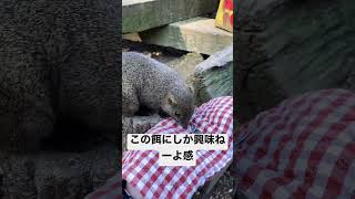 タイワンリス　愛想ゼロ