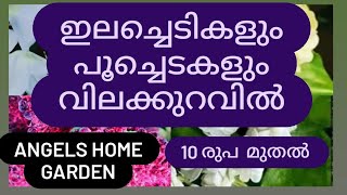 🍂ആരും കൊതിക്കുന്ന🌸 ചെടികൾ 🍂കുറഞ്ഞവിലയിൽ🍃 സ്വന്തമാക്കാം🌼(contact on whatsapp- 8590674744)🌸