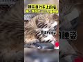 567 这操作都看傻了 搞笑视频超级爆笑 神奇动物在抖音 搞笑日常 惊不惊喜意不意外 创作灵感 我要上热门