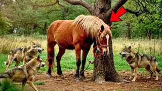 CAVALO DOENTE É ABANDONADO PARA SER DEVORADO POR LOBOS... VEJA QUEM O SALVOU