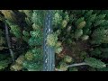 How we're working to support a stronger Stanley Park forest