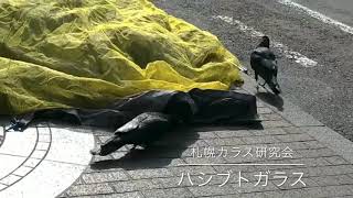 ハシブトガラス:ネットをめくる