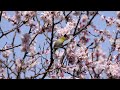 4k 梅ジロー　メジロの囀り　whiteeye