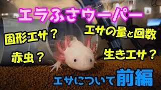 【ウーパールーパー飼育】エサについて前編　エラふさウーパーうちの飼い方