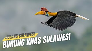 Julang Sulawesi - Jenis Rangkong Endemik Sulawesi