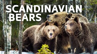 The Bear Cubs Flourishing In Scandinavia's Wilderness | Band Of Bears