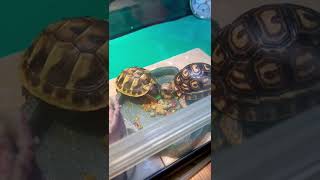 「Herman 赫曼+豹龜」綠色飼料有種致命吸引力🧲  #herman #tortoise #第一次養陸龜 #赫曼 #吃播 #豹龜 #吃不到總是最甜美#別人碗裡比較好吃😋