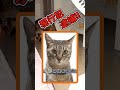 🚨【逮捕の瞬間 】猫24時🚨🙀 shorts