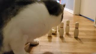 Cats Bowling