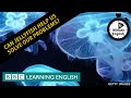 Can jellyfish help us solve our problems? 6 Minute English