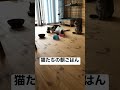 猫たちの朝ごはん　 アルゴーチャンネル チャンネル登録よろしくお願いします 猫動画 平沢進