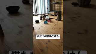 猫たちの朝ごはん　#アルゴーチャンネル #チャンネル登録よろしくお願いします #猫動画 #平沢進