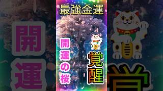 ⚠️【大金引寄せ】開運夜桜⛩️30秒見るだけで金運覚醒！✨莫大な富と幸運があなたの人生に訪れる🍀#金運上昇 #金運 #お金 #開運 #運気アップ #shorts  #引寄せ #桜 #満開の桜