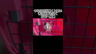 猫風邪が治らない子猫。血液検査の結果…