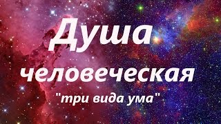 Элементы души 2 Ум и разум Сущность душевной жизни Н.Е. Пестов