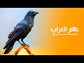 طائر الغراب حقائق مذهلة عن أذكى الطيور في العالم | كويست عربية Quest Arabiya