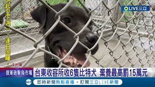 笑你沒肩膀! 台東出現比特犬棄養潮 性情兇狠的比特犬被棄之山區恐威脅民眾安危! 攻擊悲劇層出不窮 被棄養的比特犬宛如不定時炸彈│記者 王浩原 蔡永恩 │【萌寵54來當家】20220318│三立新聞台