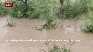 Stray dog retrieves puppies from swollen river