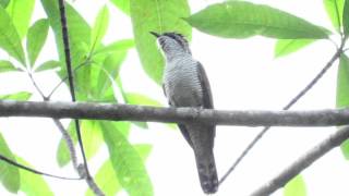 Banded bay cuckoo (Cacomantis sonneratii)