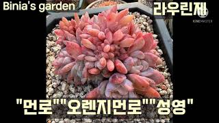 #비니아 #라우린제 #먼로 #오렌지먼로 #성영 #에케베리아 #에케베리아속 #succulents #다육식물 #다육이 #다육 #취미생활 #국민다육 #예쁜다육이 #라우린제철화 #먼로철화