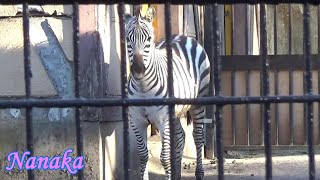 #49 Cute zebra baby NANAKA's adventure  シマウマの赤ちゃんの成長記録【Cute animal baby videos】【羽村市動物公園】