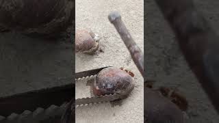 Amazing Casting Melting Aluminum into Snail out of Scrap Perfect Restore #shorts #viralvideo #reels