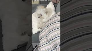 【マルポメ】眠いけどおさんぽは嬉しいモフモフ_153日目【子犬】