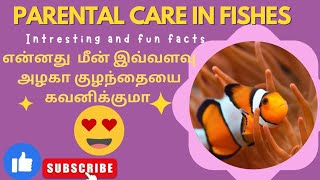 ஆண் மீன்🐟 இவ்வளவு அழகாக குழந்தைய கவனிக்குமா||parentalcare in fishes#facts #fishes#zoology#parenting