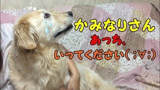 ピカッ！ゴロゴロ！雷で撃沈するゴールデンレトリバーのはっち