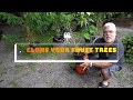 How to make new fruit trees   Longan Lychee Loquat Guava citrus trees and more