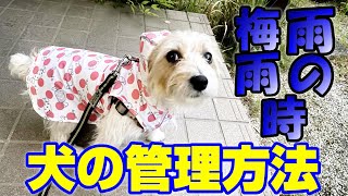 【犬の雨の日】意外と知られてない？愛犬の食事やトイレや散歩、過ごし方