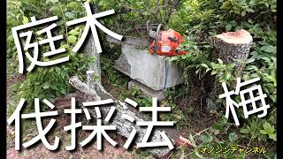 🌳庭木の伐採法🌳　梅の木の倒し方』