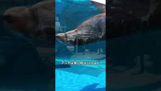 【カリフォルニアアシカ】チャップのお昼寝【サンシャイン水族館】#shorts #水族館