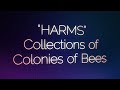 collections of colonies of bees harms official music video