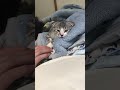 手を撫でたら眠る猫がカワイイ　 shorts