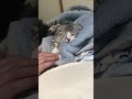 手を撫でたら眠る猫がカワイイ　 shorts