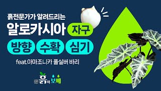 가정집에서 알로카시아 자구 키우기│자구 방향, 자구 수확, 자구 심기, 자구 케어 등 (흙전문가의 상세한 설명)feat.알로카시아 아마조니카 풀실버 바리에가타