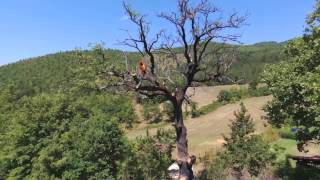 Abbattimento Quercia Treeclimbing Arezzo