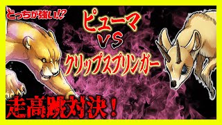 【どっちが強い】陸上競技の走高跳で対決！ジャンプが武器の動物たちがバトルしたら勝つのは!?ピューマvsクリップスプリンガー【漫画】【オリンピック】