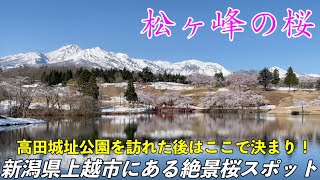 【松ヶ峰の桜】残雪の残る妙高山と青い空を背景に満開の桜が咲き誇る絶景スポットの観光ガイド