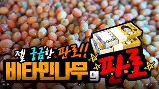 9편 비타민나무 소개판로편