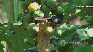 Birdwatching in Honduras: Discover the Island’s Most Spectacular Avian Species #cuteanimal